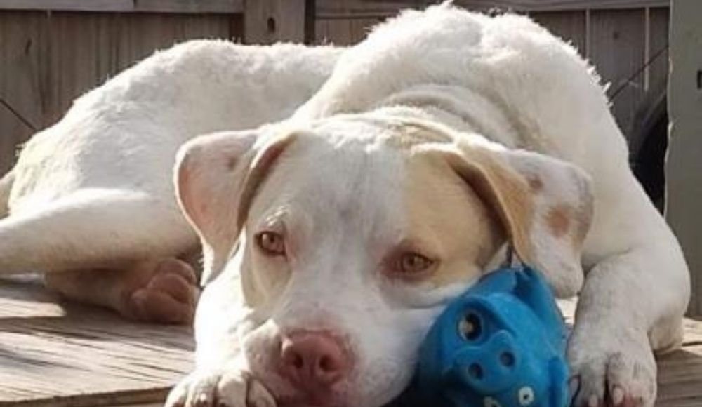 2020-10-30 SPCA Pet of the Week 3.jpg